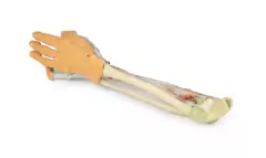 Modelo 3D de Antebraço e Mão - dissecação profunda