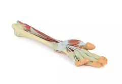 Modelo 3D de Antebraço e Mão - dissecação profunda - Medical-X | Simuladores Para Treinamento Médico