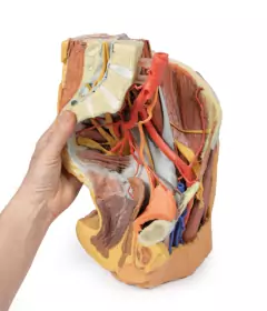 Modelo 3D de Pelve Esquerda Feminina e Coxa Proximal - loja online