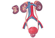 Modelo Anatômico de Torso assexuado em 16 partes - Medical-X | Simuladores Para Treinamento Médico