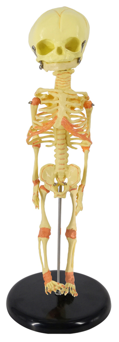 Modelo Anatômico de Esqueleto de Feto, 30 cm