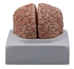 Modelo Anatômico de Cérebro com Artérias em 2 partes - comprar online