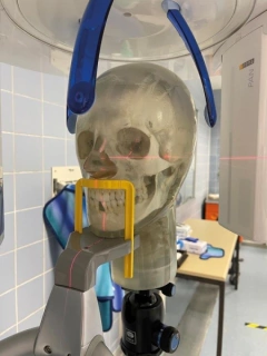 Simulador de Cabeça com Vértebras Cervicais para Prática de Raio-X, Transparente (Phantom)