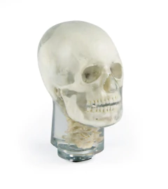 Simulador de Cabeça com Vértebras Cervicais para Prática de Raio-X, Transparente (Phantom)