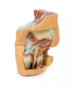 Modelo 3D de Pelve Esquerda Feminina e Coxa Proximal - comprar online