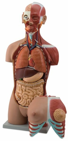 Modelo Anatômico de Torso musculoso bi-sexual aberto nas costas em 28 partes