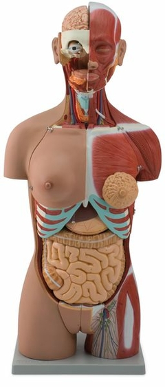 Modelo Anatômico de Torso musculoso bi-sexual aberto nas costas em 28 partes - comprar online