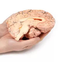 Modelo 3D de Craniofaringioma na internet