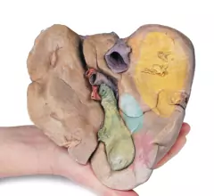 Modelo 3D de Fígado com Vasos e vesícula biliar na internet