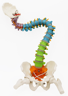 Modelo Anatômico de Coluna vertebral Super Flexível com pelve, coloração didática e Cabeças de Fêmur