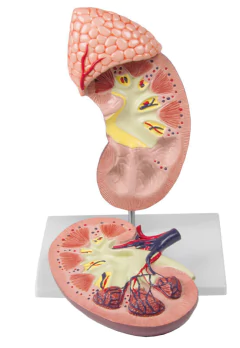 Modelo Anatômico de Rim com glândula adrenal, 2 vezes aumentada, em 2 partes - comprar online