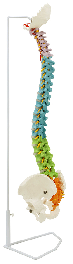 Modelo Anatômico de Coluna vertebral com pelve, coloração didática