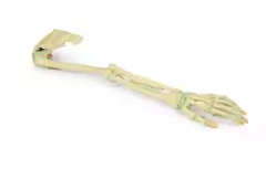 Modelo 3D de Ligamentos do Membro Superior - Medical-X | Simuladores Para Treinamento Médico