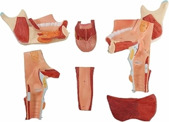 Modelo Anatômico de Língua com Maxilar Inferior e Laringe, 2x Tamanho Natural, em 5 partes - comprar online