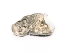 Modelo 3D de Tuberculose fibrocase - Medical-X | Simuladores Para Treinamento Médico