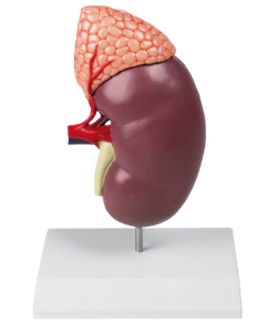 Modelo Anatômico de Rim com glândula adrenal, 2 vezes aumentada, em 2 partes