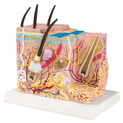 Modelo Anatômico de bloco de pele