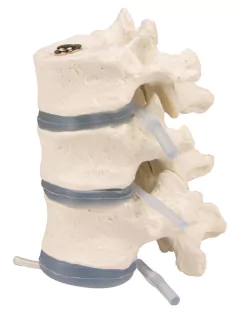 Modelo Anatômico de 3 vértebras torácicas