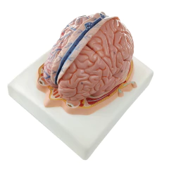 Modelo Anatômico de Cérebro de Luxo em Plano Craniano, com dura-máter, 7 partes