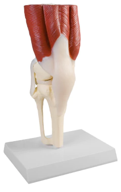 Modelo Anatômico de Articulação do joelho em tamanho real, com músculos