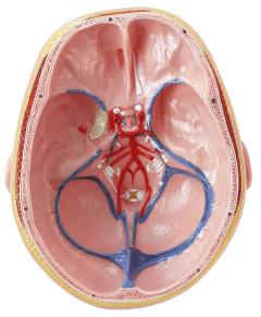Modelo Anatômico de Cabeça com Dura Mater e Cérebro, em 10 partes - Medical-X | Simuladores Para Treinamento Médico