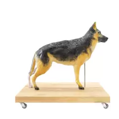 Modelo Anatômico de Cão (Pastor Alemão) em 11 partes, 2/3 tamanho real