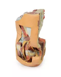 Modelo 3D de Pelve Esquerda Feminina e Coxa Proximal na internet