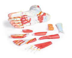 Modelo Anatômico do pé, em 9 partes - comprar online