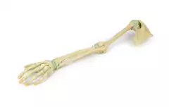 Modelo 3D de Ligamentos do Membro Superior