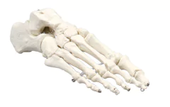 Modelo Anatômico de Esqueleto de pé