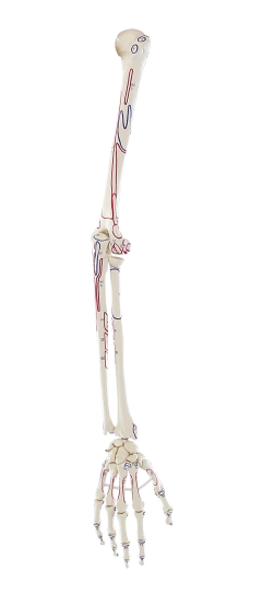 Modelo Anatômico de Esqueleto de braço com marcação muscular