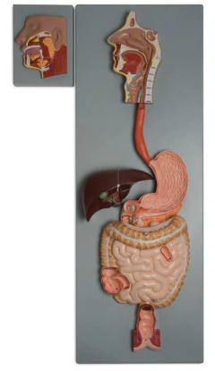 Modelo Anatômico de Sistema digestivo humano, em 3 partes