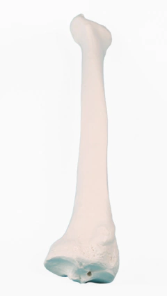 Modelo Anatômico de Raio