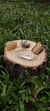 Prosperidade - Kit de Cristais - comprar online