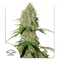 Brooklyn Sonrise Autofloreciente x3 DutchPassion - comprar online