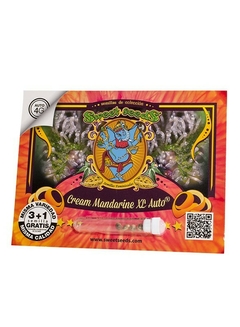 Cream Mandarine XL Auto® SWS55 - comprar online