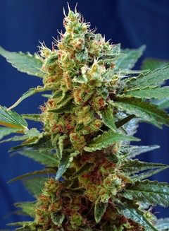 Cream Mandarine XL Auto® SWS55 en internet