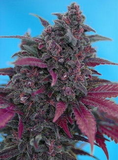 Dark Devil Auto® SWS38 en internet