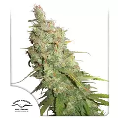 Desfran Autofloreciente x3 DutchPassion - comprar online