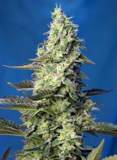 Green Poison XL Auto® SWS71 en internet