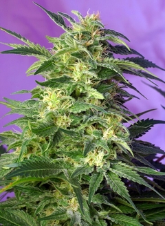 Killer Kush Auto® SWS56 en internet