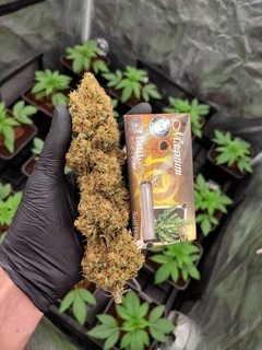 Magnum Autofloreciente x3 Buddha Seeds - comprar online
