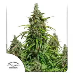 Mazar Autofloreciente x3 DutchPassion - comprar online