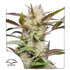 Mimosa Punch Autofloreciente x3 DutchPassion - comprar online