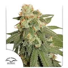 Orange Bud Autofloreciente x3 DutchPassion - comprar online