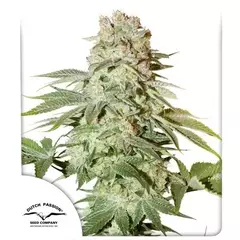PowerPlant Autofloreciente x3 DutchPassion - comprar online
