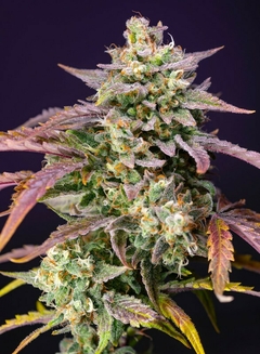 Purple Punch OG XL Auto® SWS96 en internet