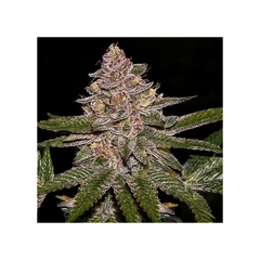 Radical Juice Autofloreciente x3 Ripper Seeds en internet