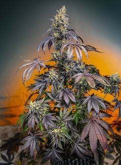 Red Gorilla Girl XL Auto® SWS89 en internet