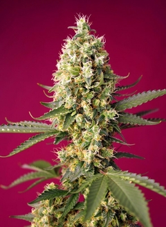 Skywalker OG Runtz XL Auto® SWS97 en internet
